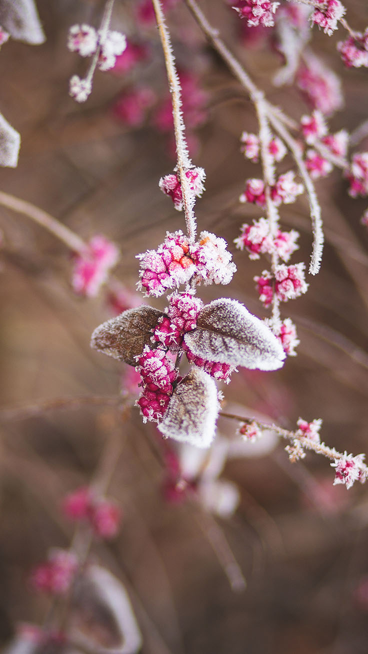 13 X Winter Landscapes Iphone Wallpapers By Preppy - Pink Flowers In Snow - HD Wallpaper 
