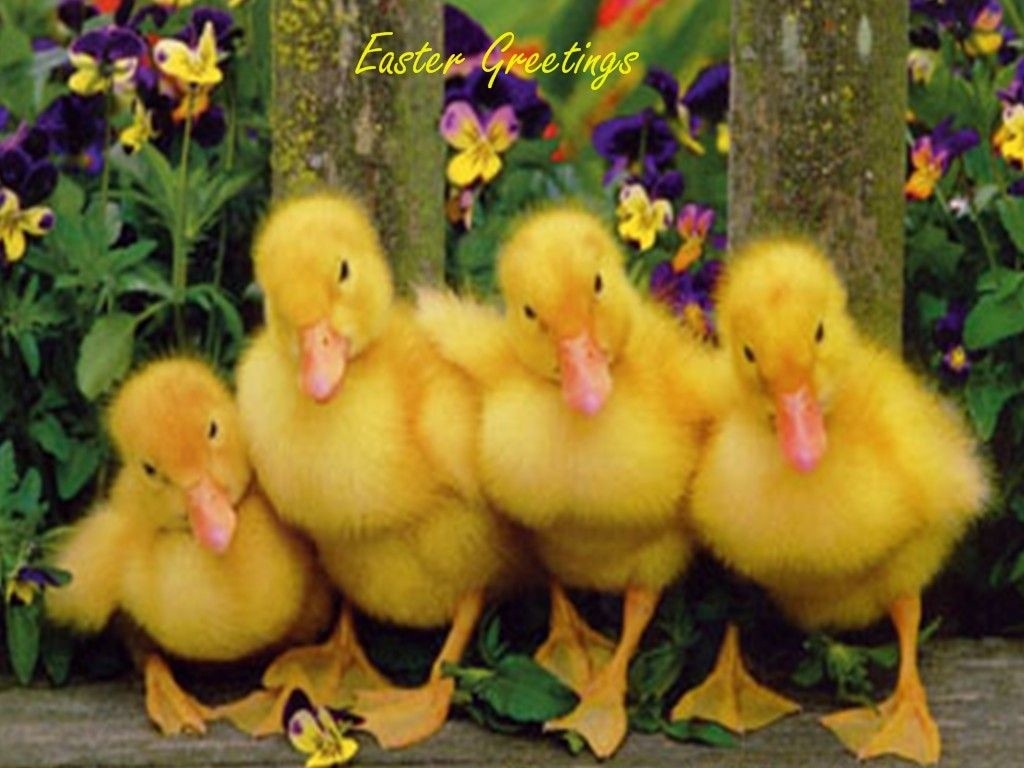 Baby Ducks - HD Wallpaper 