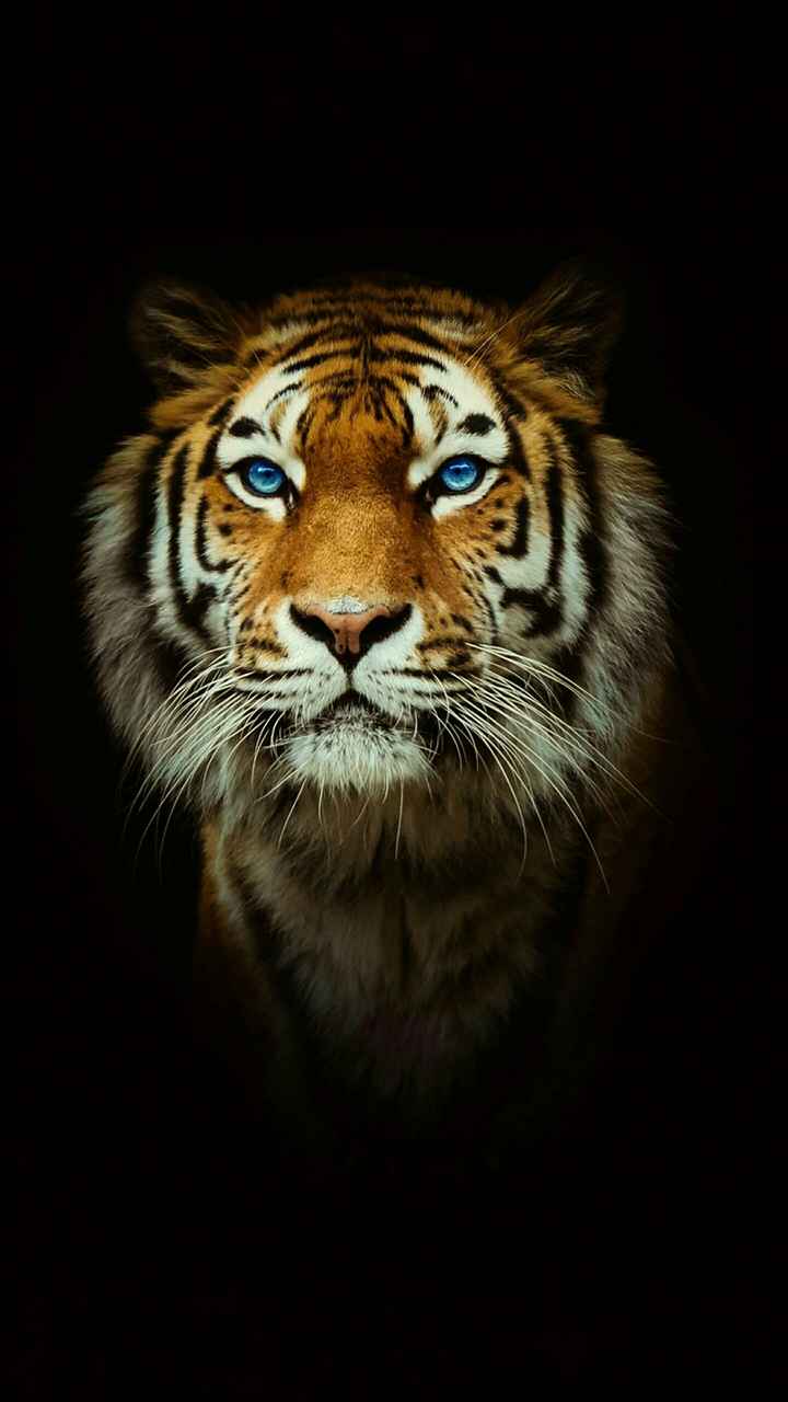 Tiger Wallpaper Phone - HD Wallpaper 