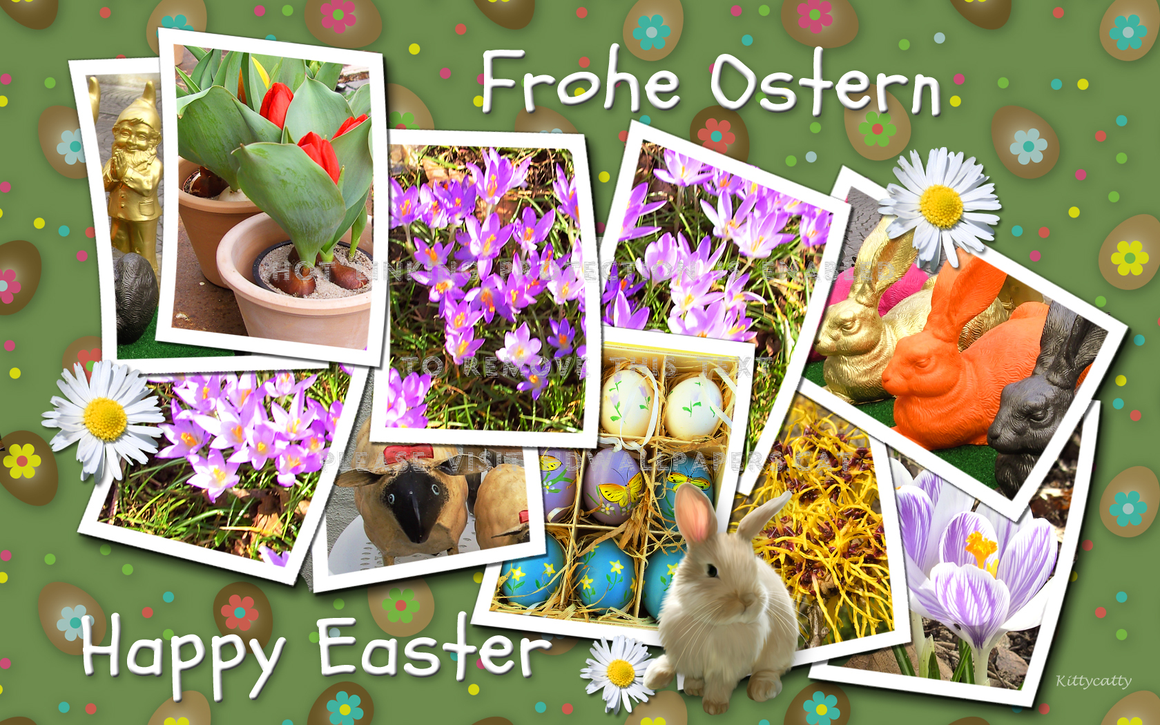 Frohe Ostern Happy Easter Pictures Crocus - African Daisy - HD Wallpaper 