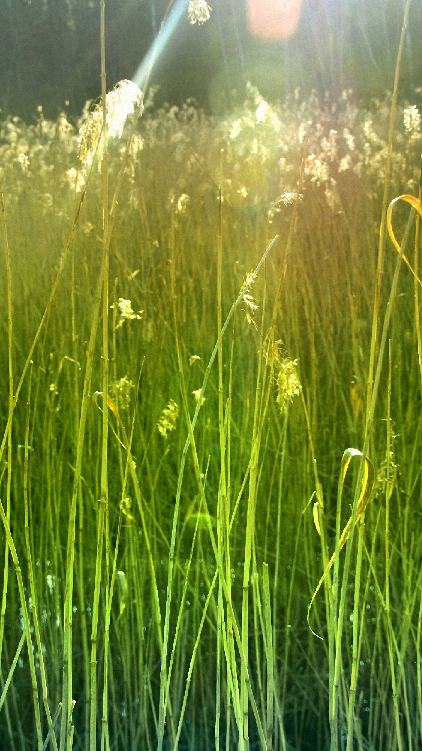 Hd Nature Farmer Moto Phone Wallpapers Mobile Background - Mobile Farmer Background - HD Wallpaper 