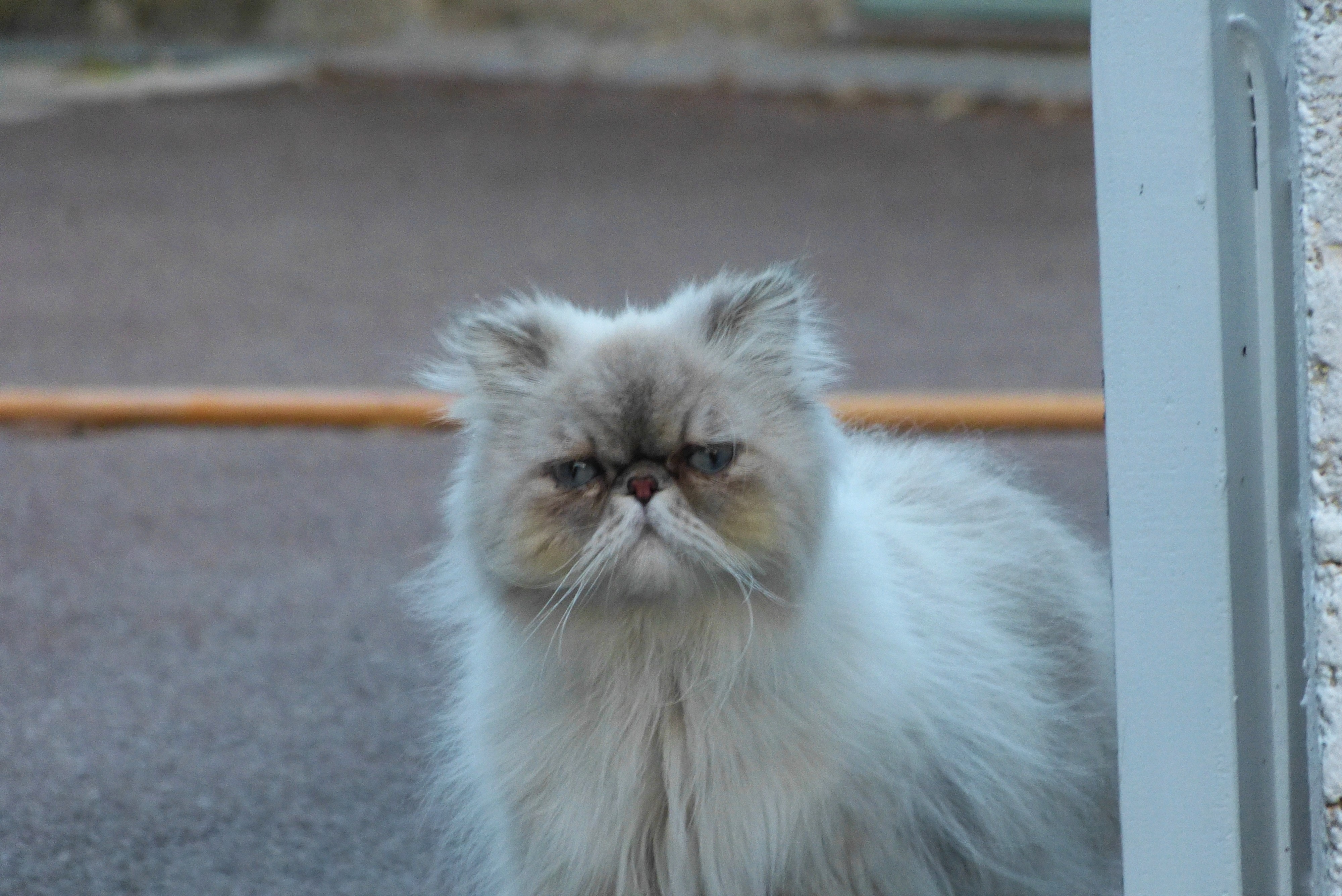 Domestic Long-haired Cat - HD Wallpaper 