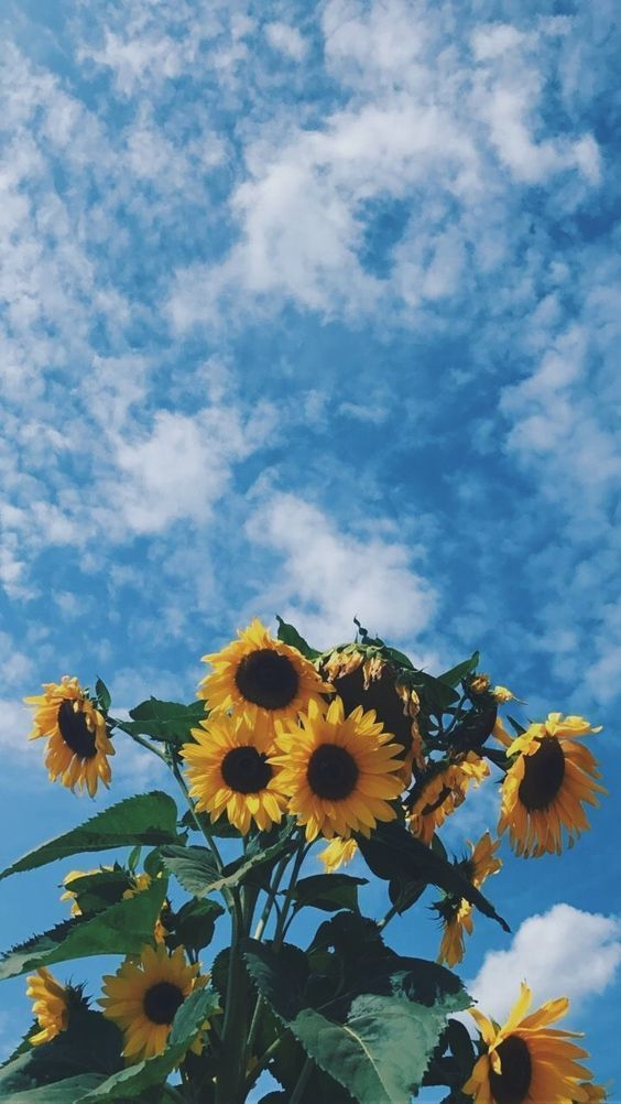 Iphone Wallpaper Sunflower - HD Wallpaper 
