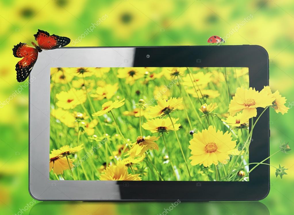 Tickseed - HD Wallpaper 