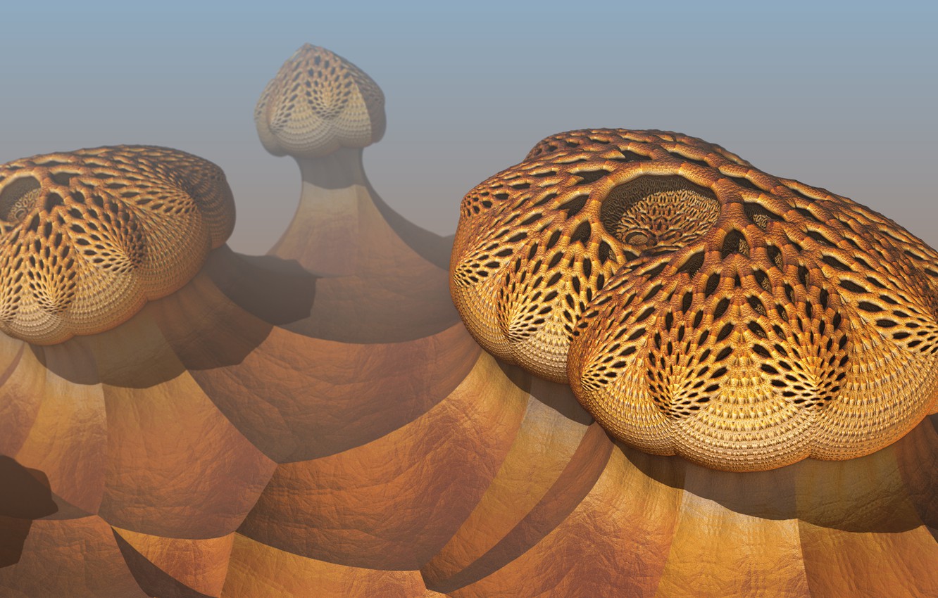 Photo Wallpaper Pattern, Color, Form, Brown, Fungi - Terrestrial Animal - HD Wallpaper 