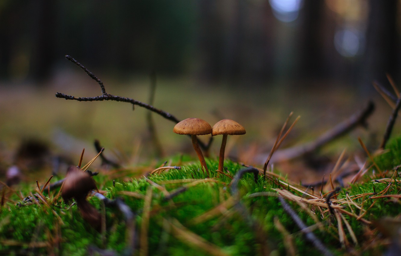 Photo Wallpaper Autumn, Forest, Nature, Mushrooms, - Edible Mushroom - HD Wallpaper 