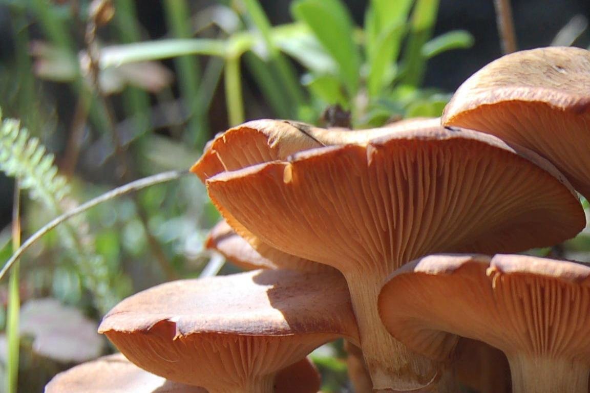 Download Hd Mushroom Desktop Wallpaper Id - Mushroom - 1152x768 Wallpaper - Download Hd Mushroom Desktop Wallpaper Id - Mushroom - 1152x768 Wallpaper -