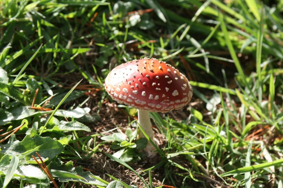 Red Mushroom Preview - HD Wallpaper 