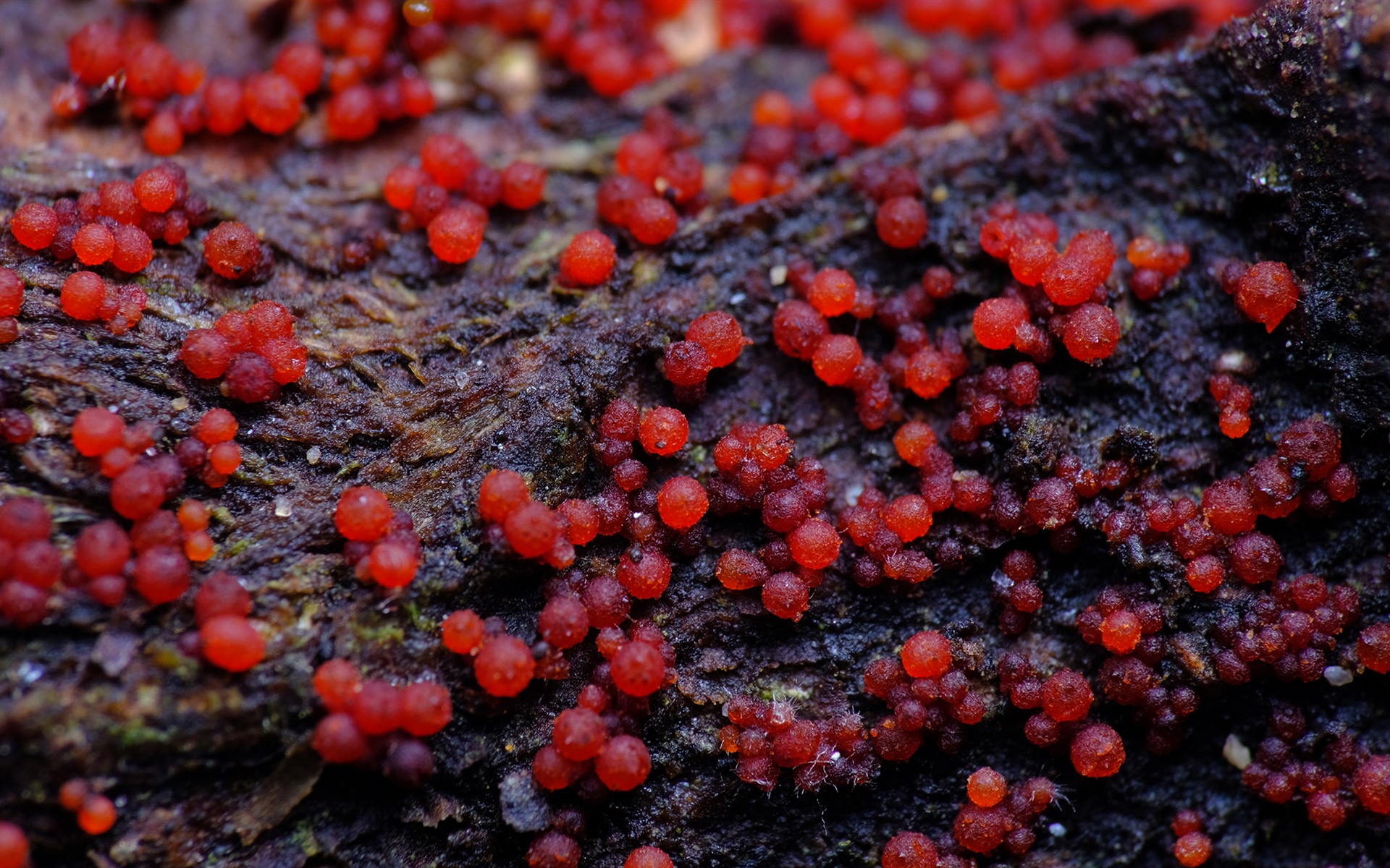 Wallpaper Red Fungi - Fungus - 1920x1200 Wallpaper - teahub.io