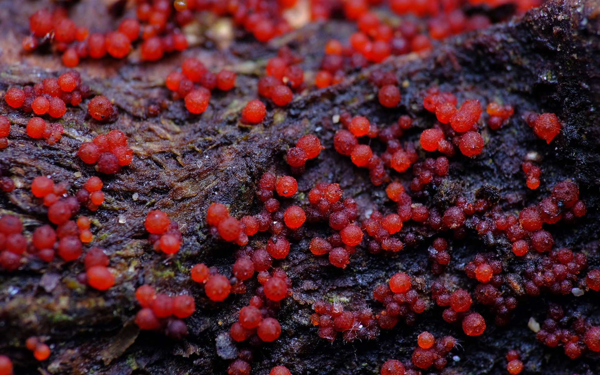 Wallpaper Red Fungi - Fungus - HD Wallpaper 