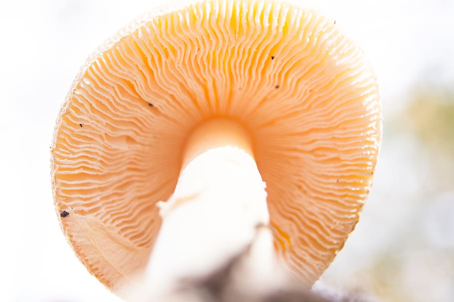 Mushroom, Gills, Nature, Wallpaper, Background, Fungus, - HD Wallpaper 