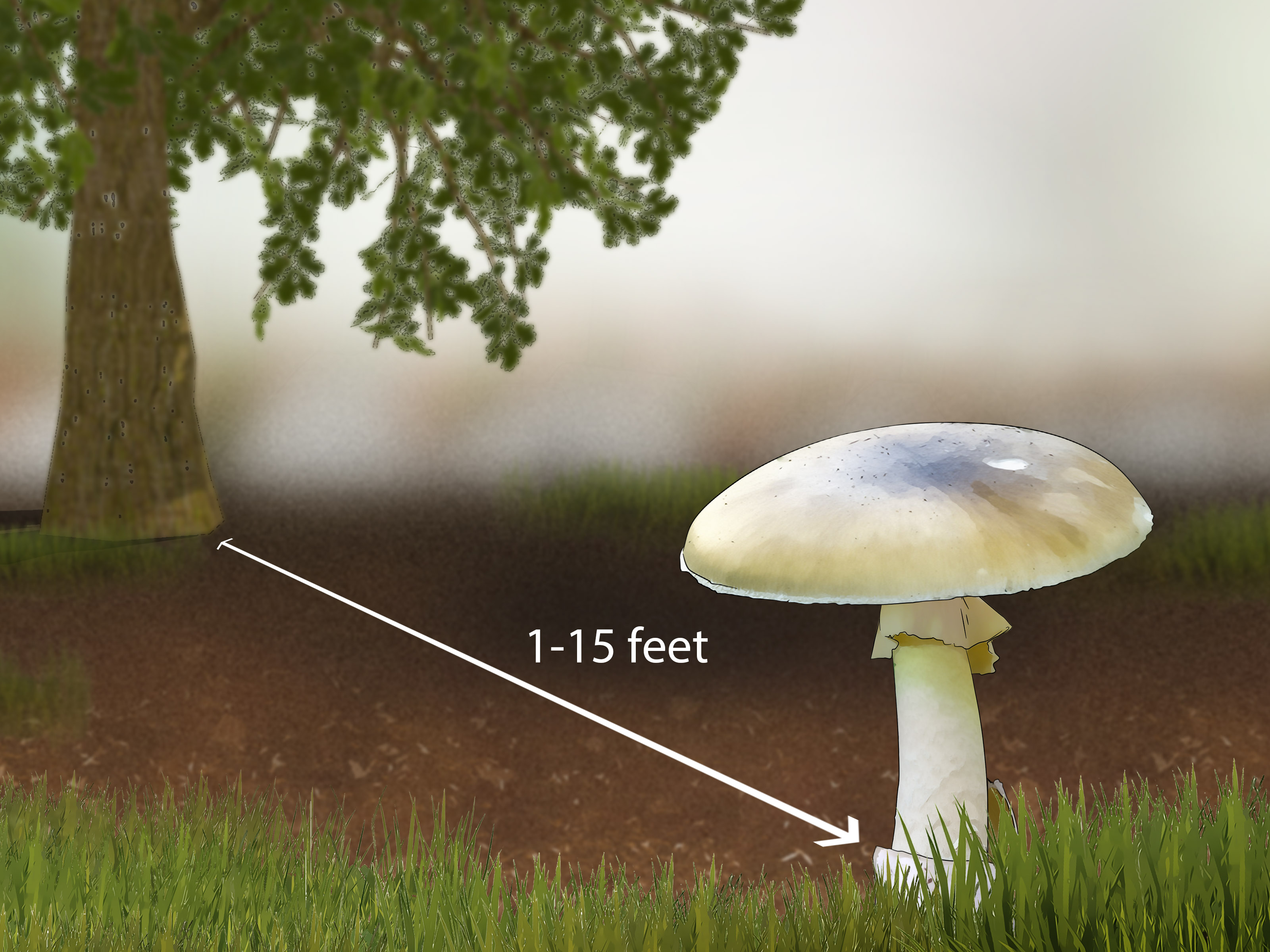 Image Titled Identify A Death Cap Mushroom Step - Death Cap Mushroom Ohio - HD Wallpaper 