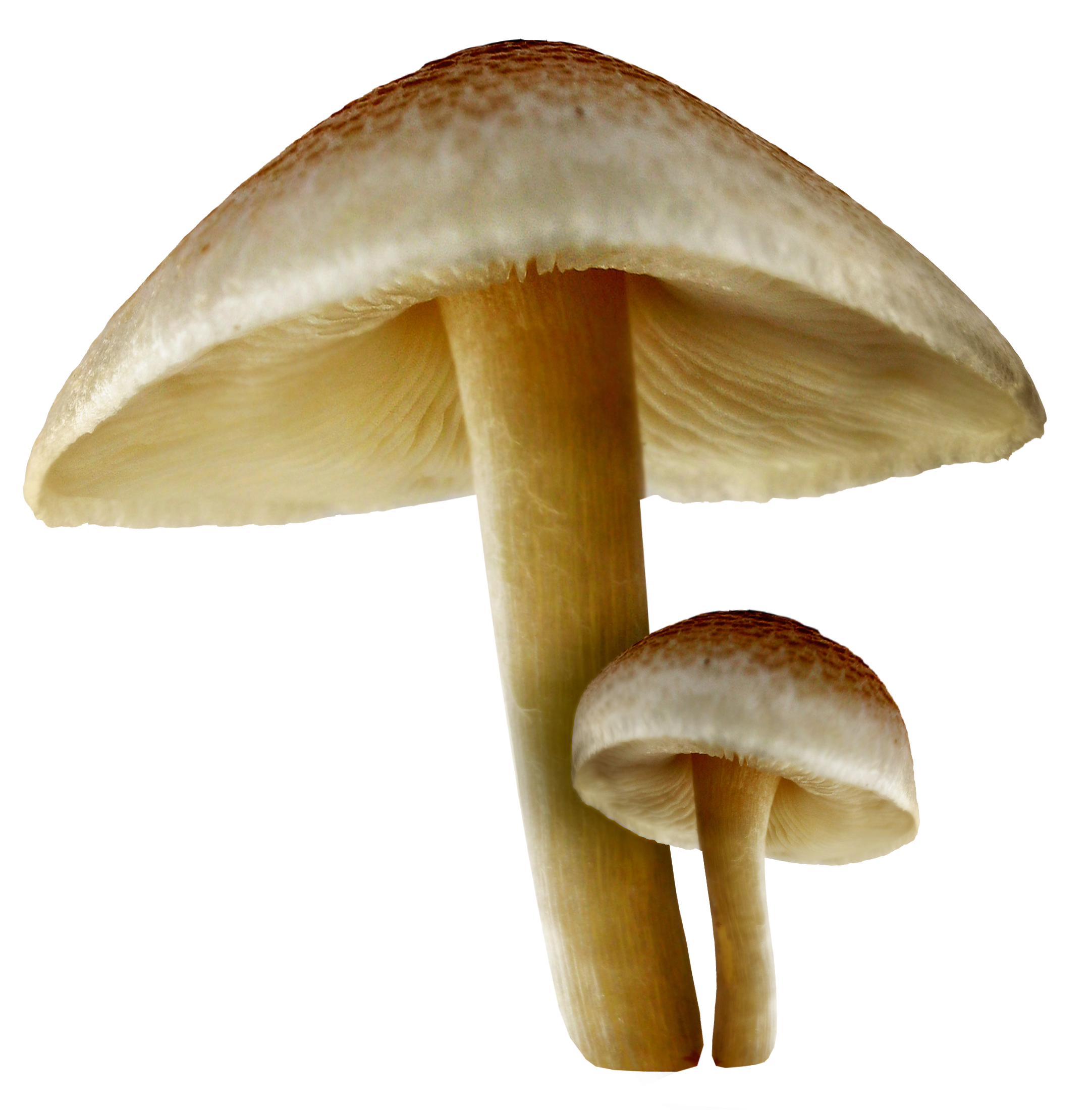 Transparent Fall Mushrooms Png Picture Png Download - Mushroom Fungus Png - HD Wallpaper 