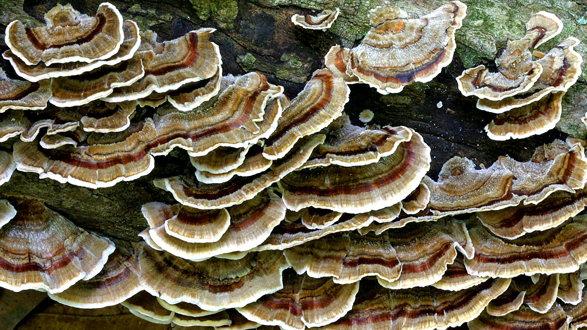 Turkey Tail Mushroom - HD Wallpaper 