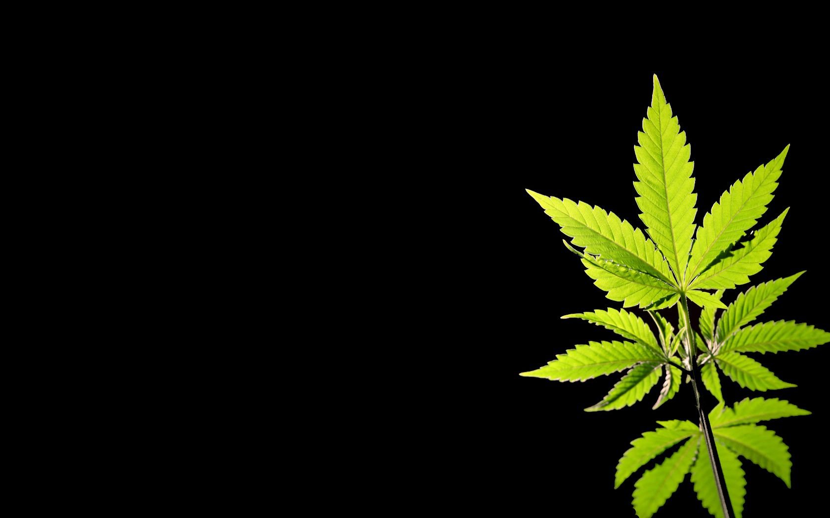 Weed Plant Quotes - HD Wallpaper 