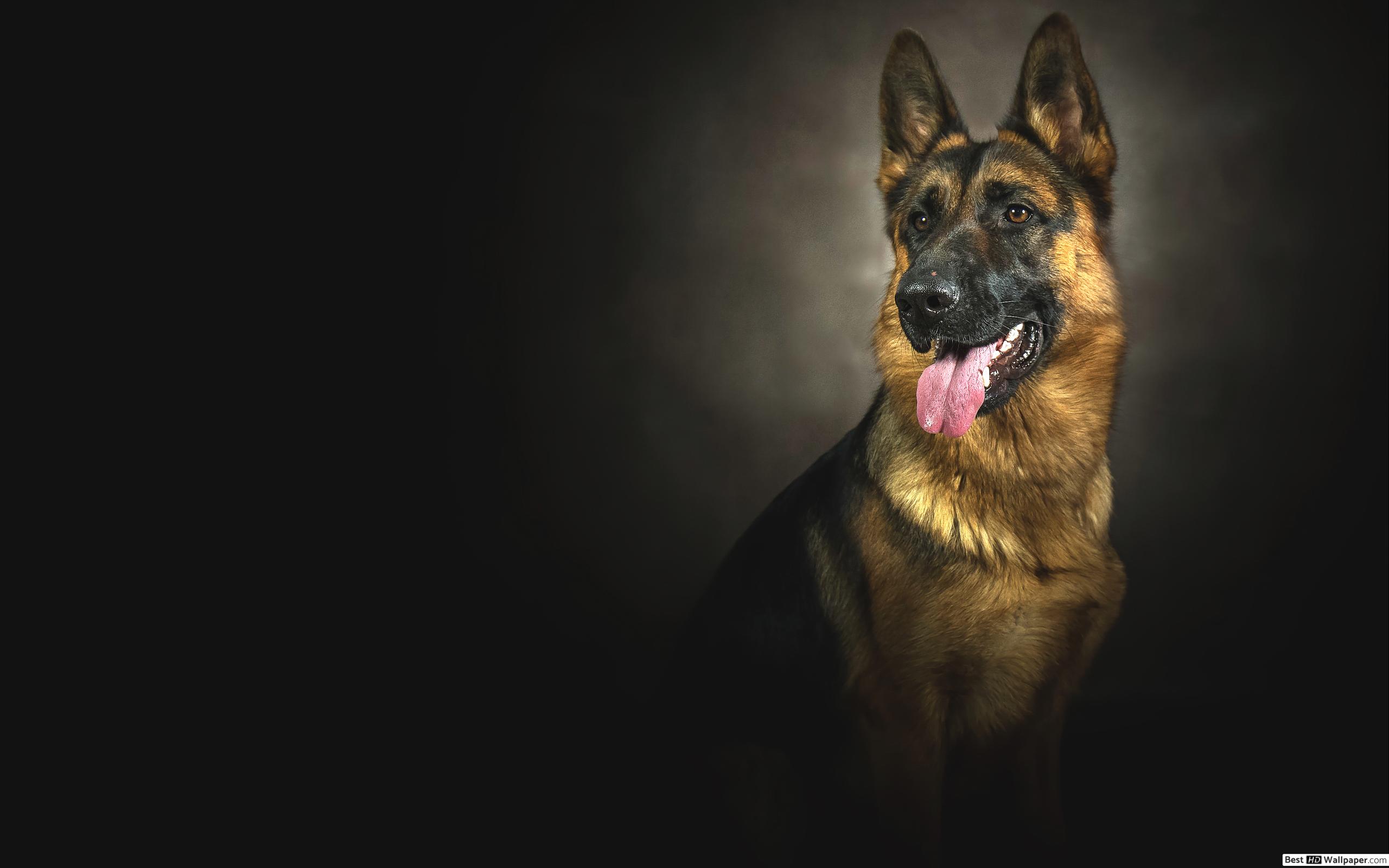 German Shepherd Wallpaper Android - HD Wallpaper 