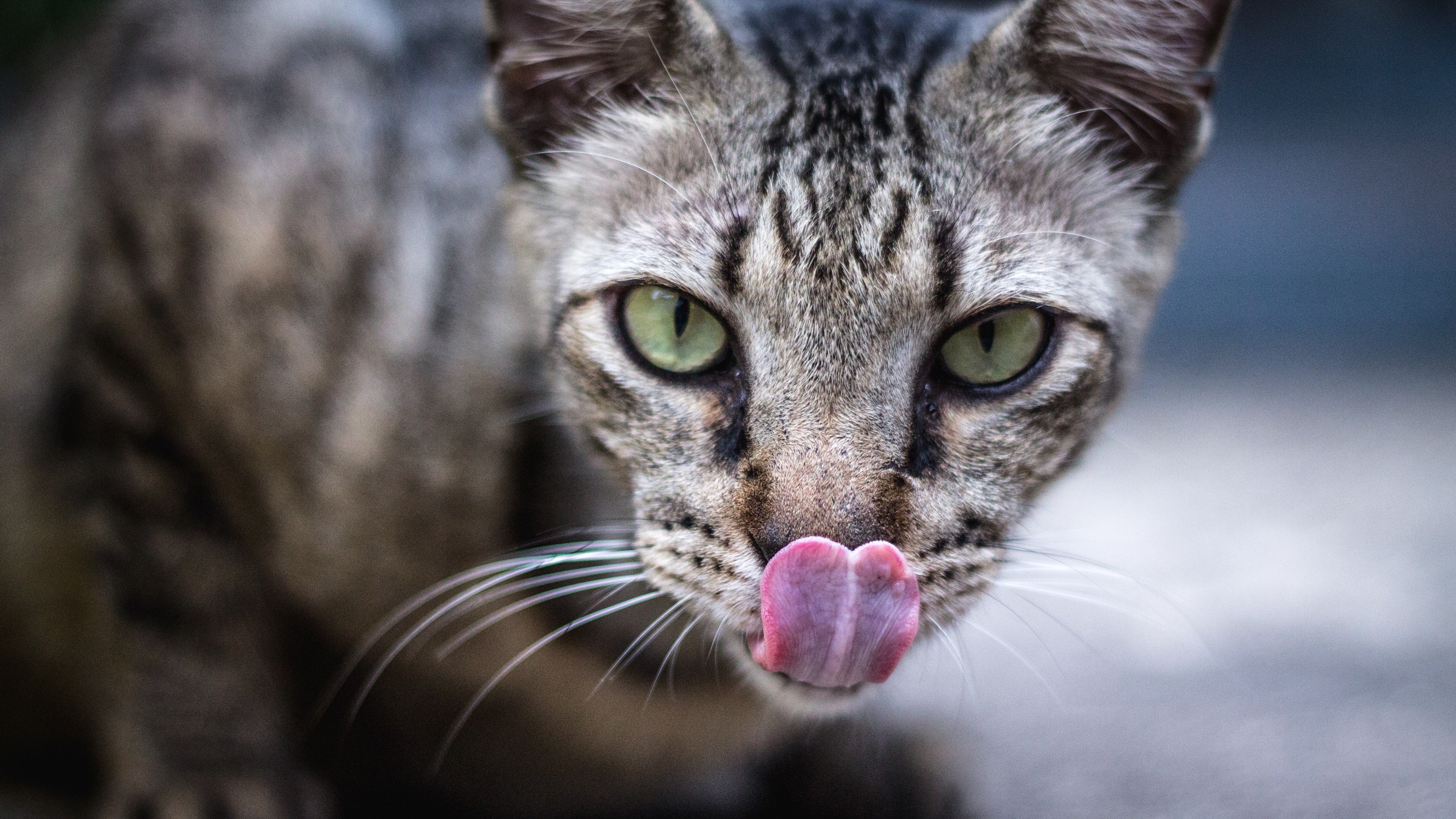 Cat Sticking Out Its Tongue In 4k Wallpaper - Cat Stuck Tongue Out - HD Wallpaper 