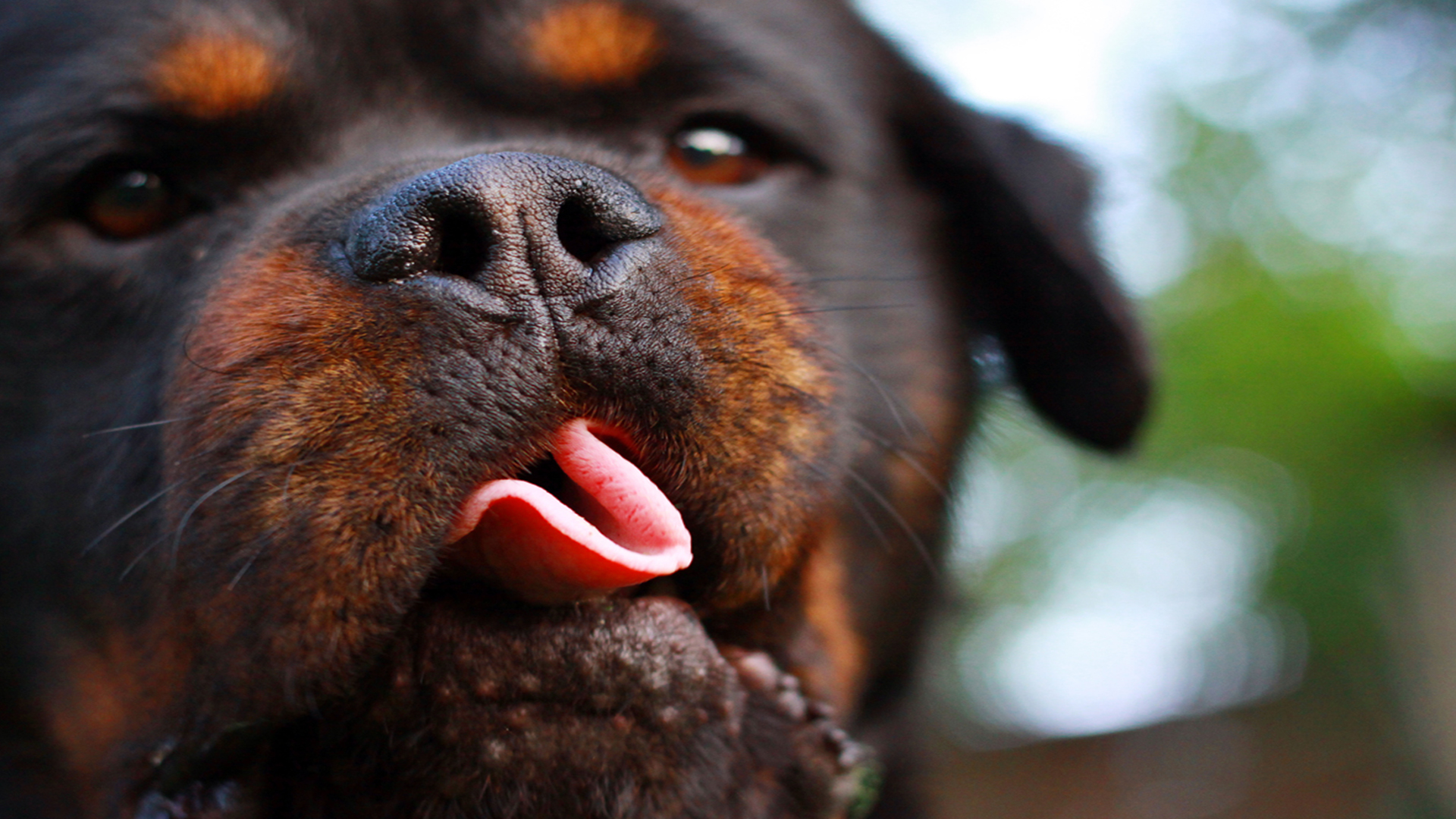 Funny Wallpaper Of Tongue - HD Wallpaper 