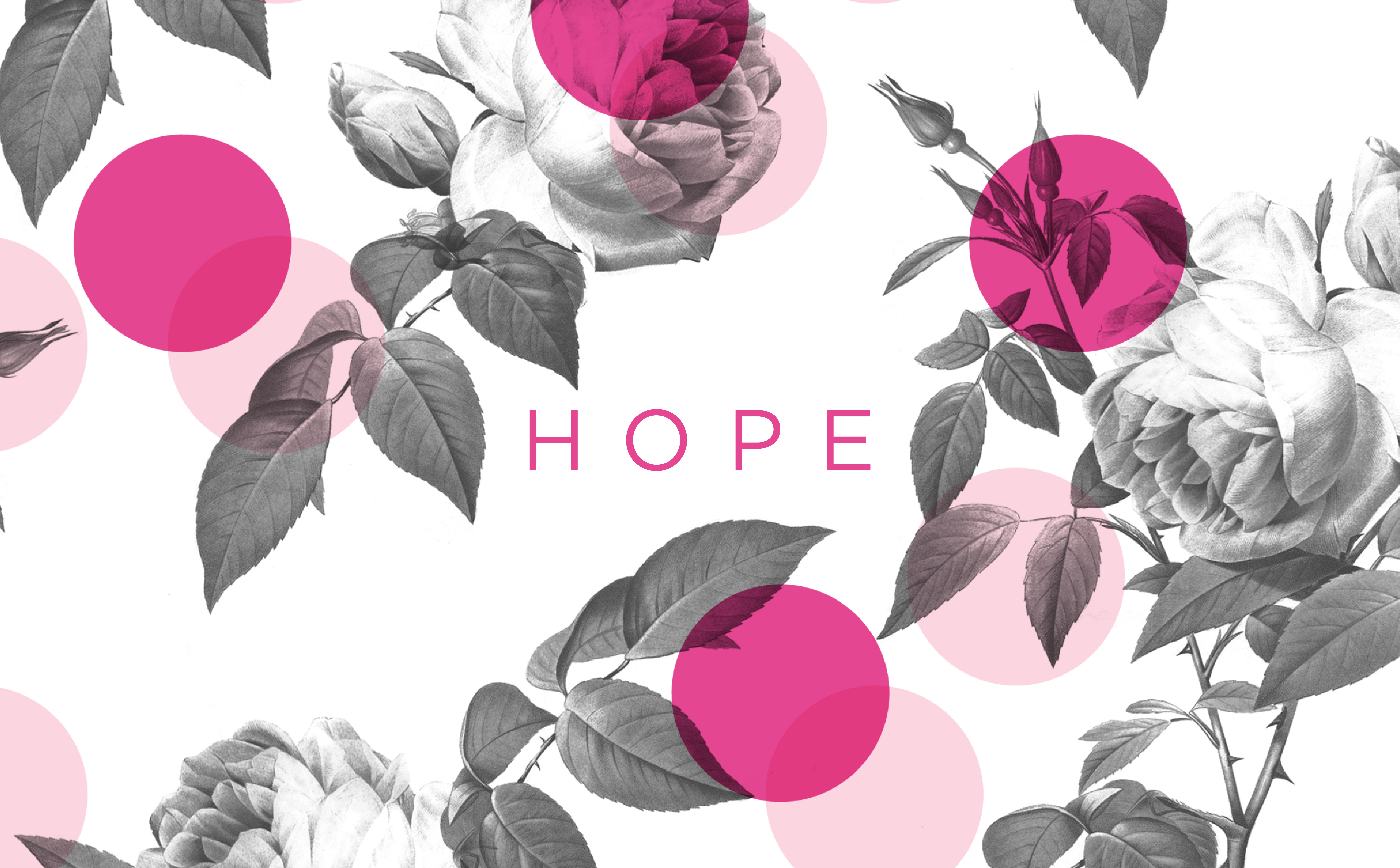 Scientific Rose Botanical Illustration - HD Wallpaper 