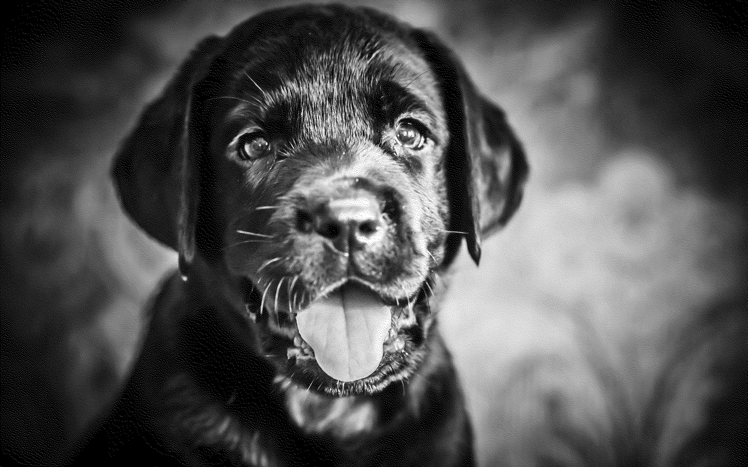 Black White Puppy Face - HD Wallpaper 