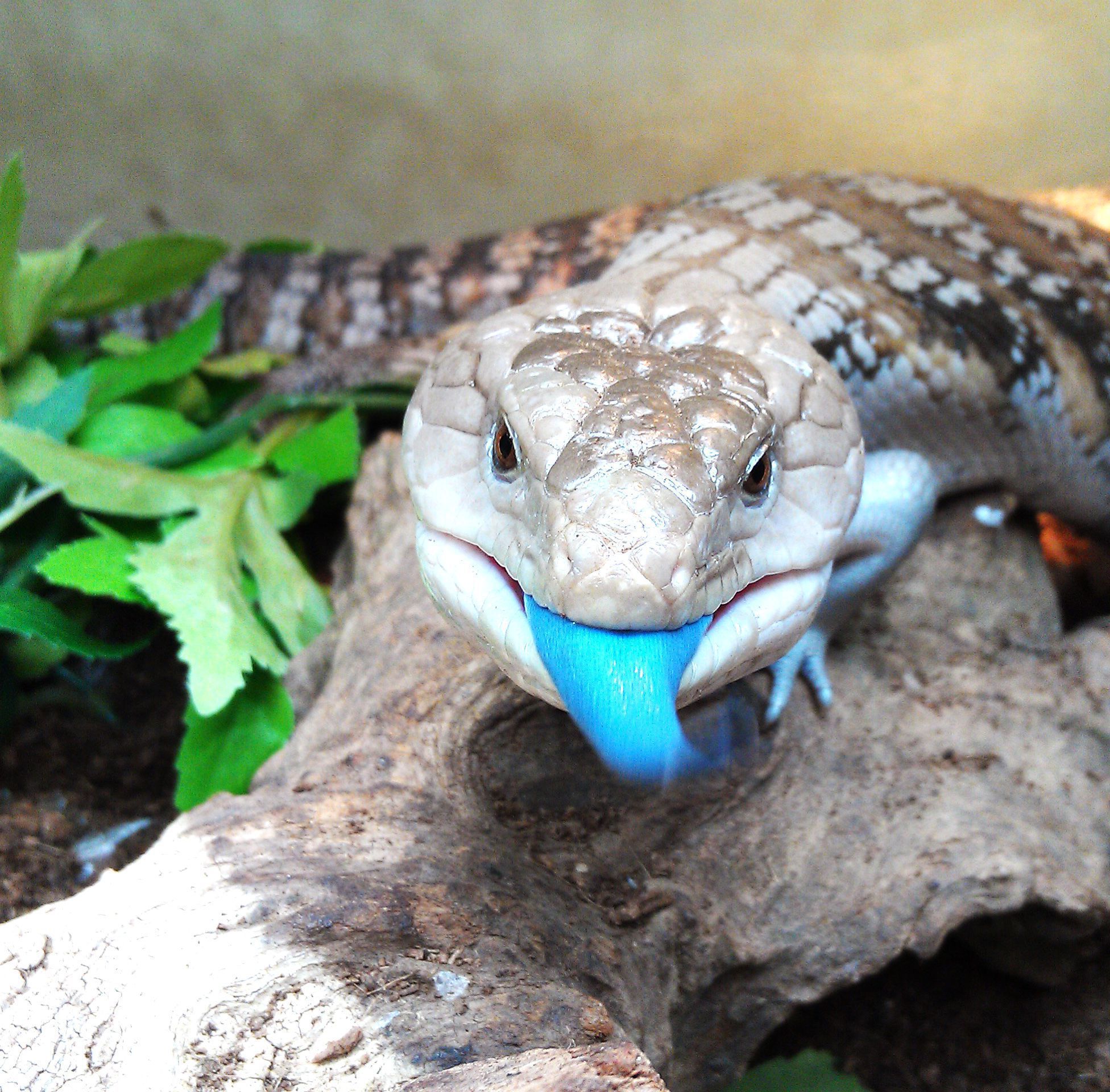 Blue-tongue Skink Wallpapers Backgrounds - Pet Blue Tongue Skink - HD Wallpaper 