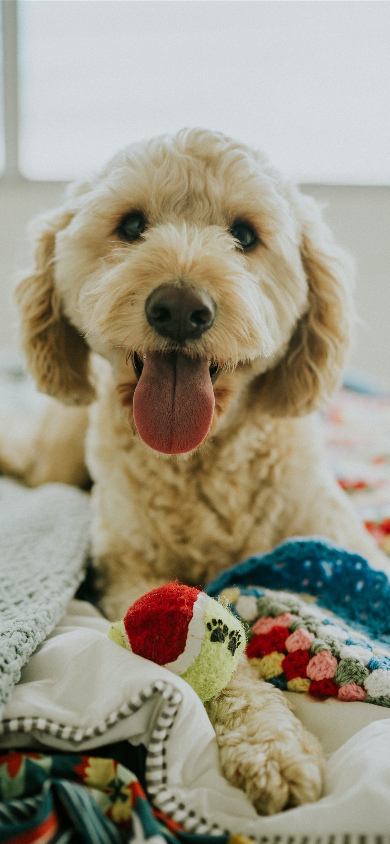 Cute Goldendoodles - HD Wallpaper 