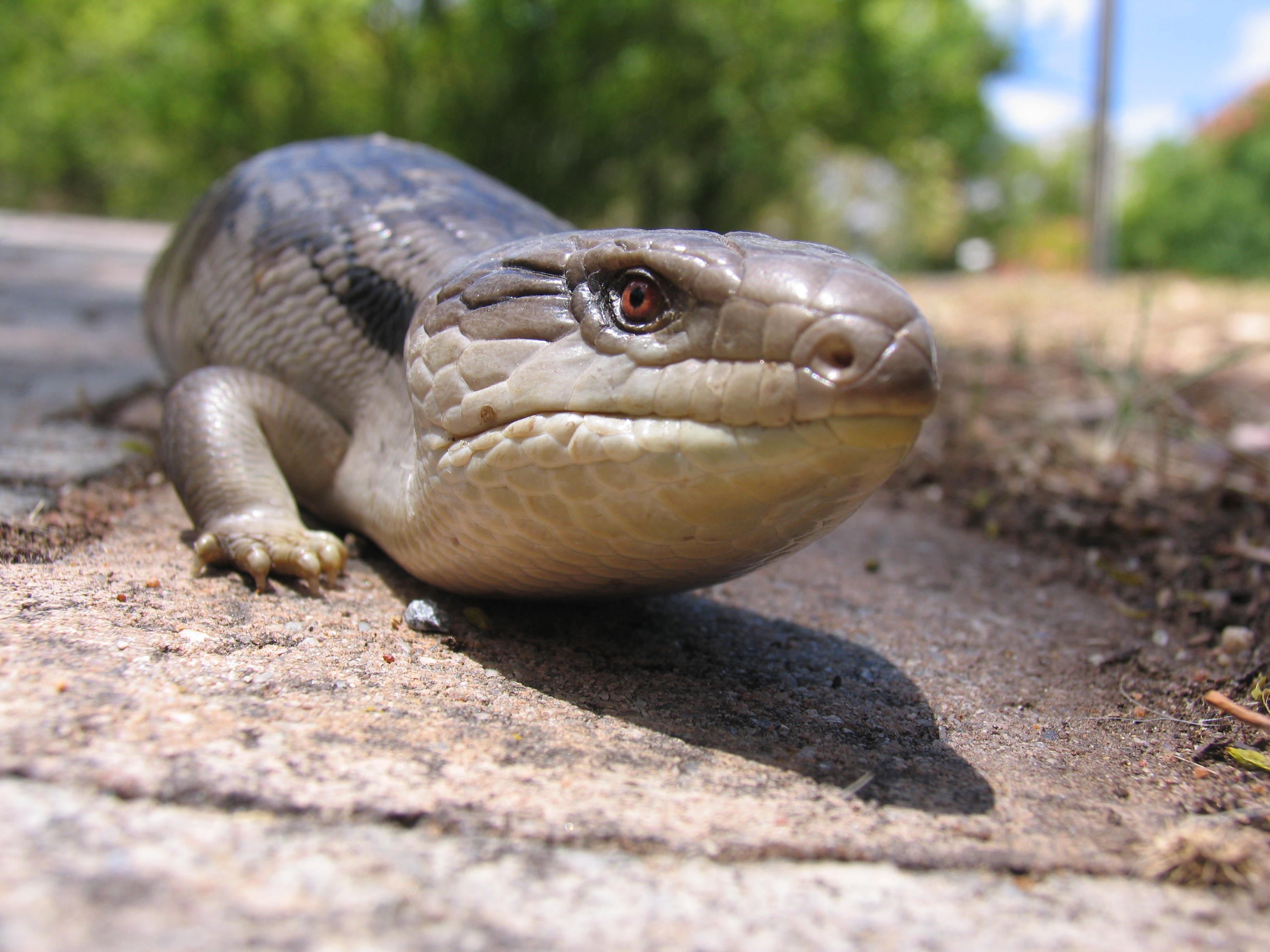 Blue Tongue Skink - HD Wallpaper 