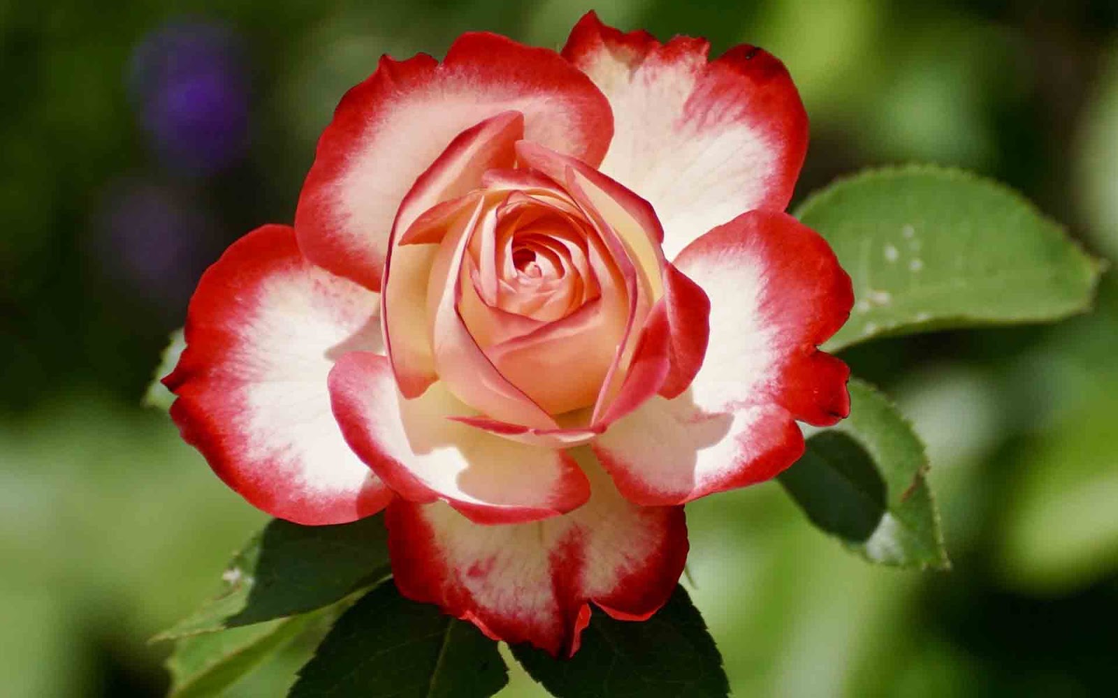 Flowers Images For Whatsapp - Tudor Rose National Flower Of England - HD Wallpaper 