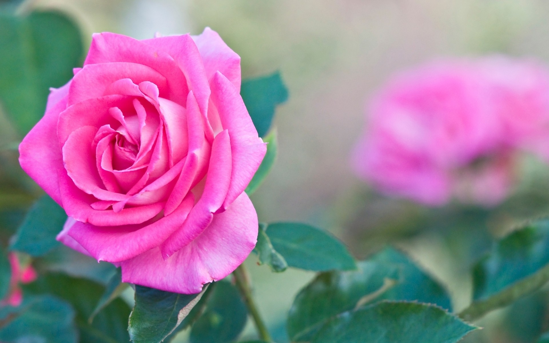 Download Cool Pink Picture Free - Whatsapp Dp Photo Download - 1920x1200 Wallpaper Download Cool Pink Picture Free - Whatsapp Dp Photo Download - 1920x1200 Wallpaper