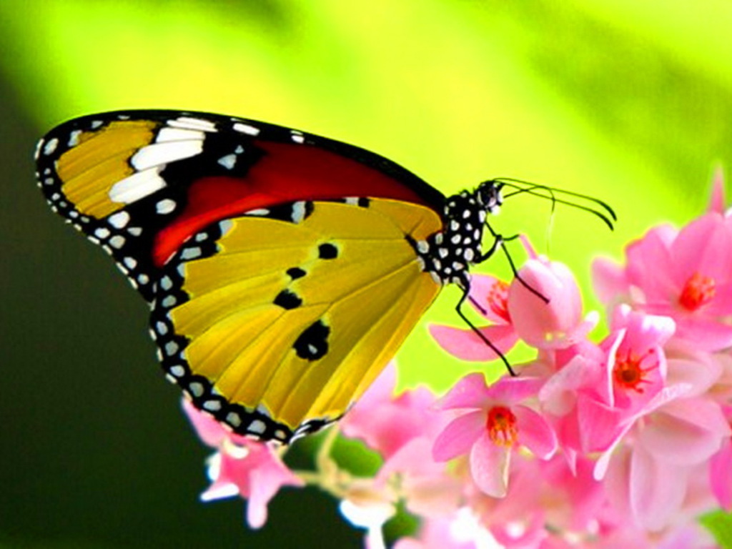 Butterfly Images - Beautiful Creatures In The World - HD Wallpaper 