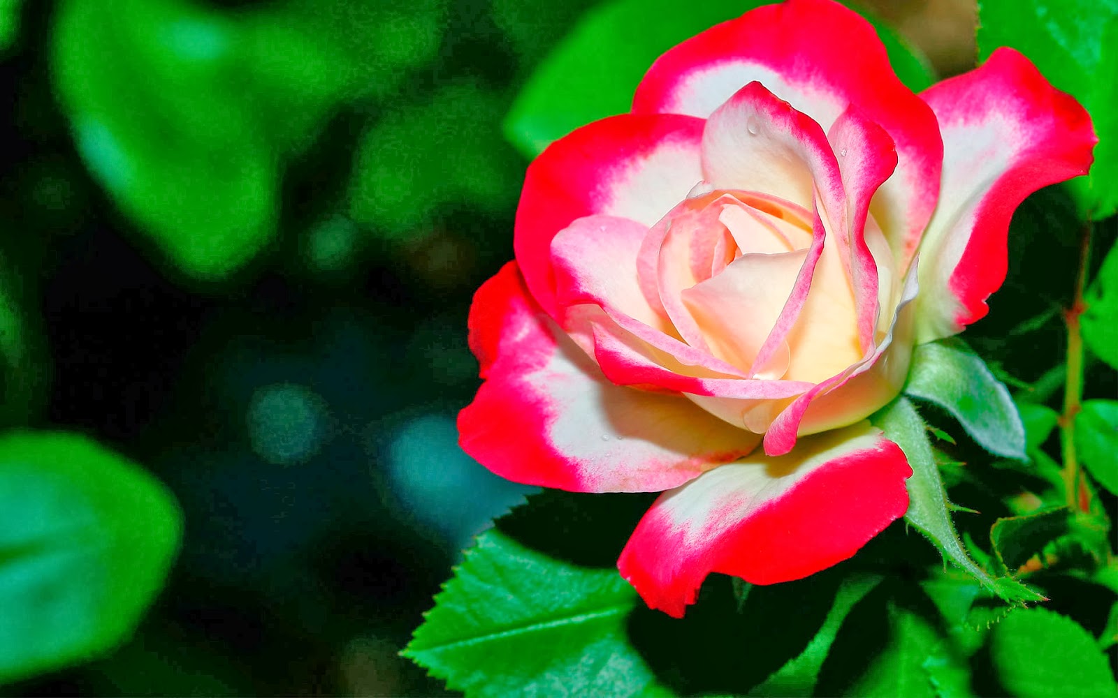 Beautiful 3d Rose Flower - 1600x1000 Wallpaper Beautiful 3d Rose Flower - 1600x1000 Wallpaper
