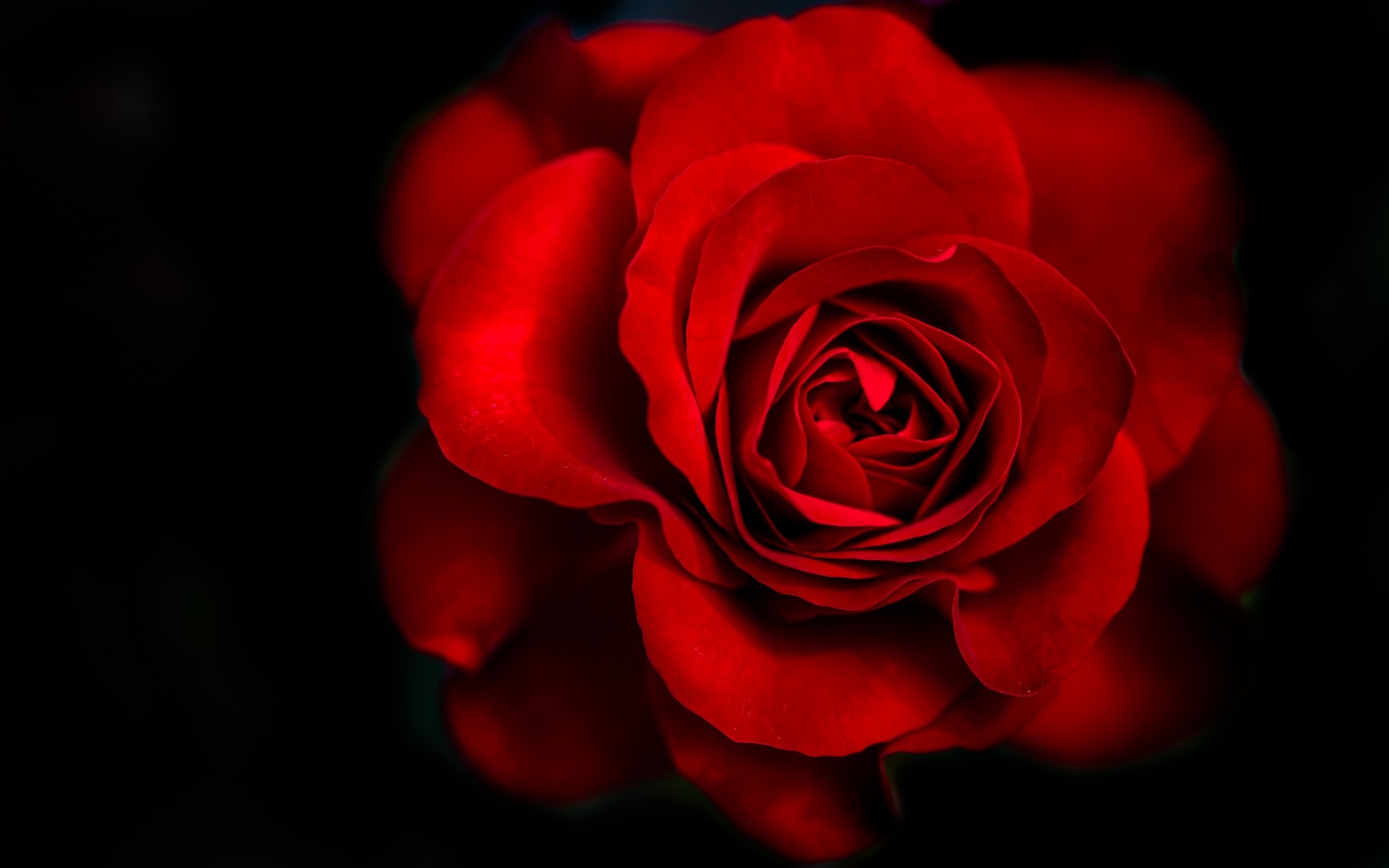 O/2690074429, Rosalind Malone Warehouse - Flowers Roses Black Background - HD Wallpaper 