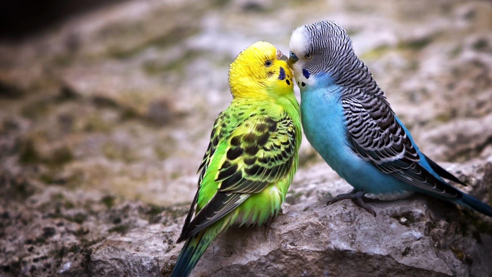 Desktop Images Of Colorful Birds Wallpaper - Animals Love Images Hd -  1600x900 Wallpaper 