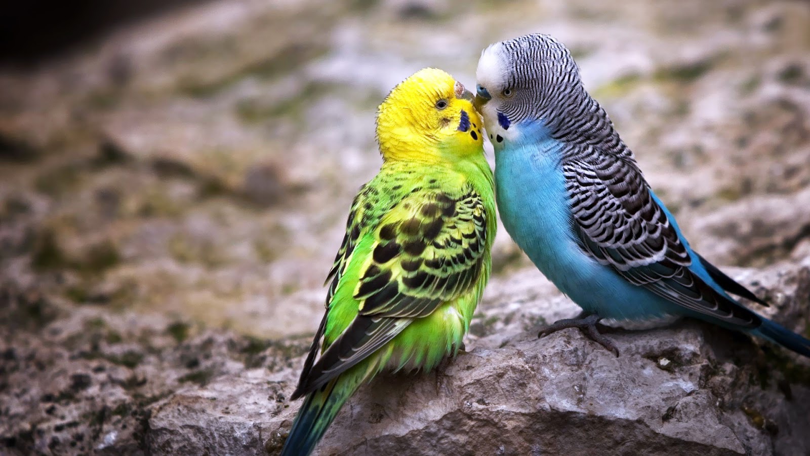 Desktop Images Of Colorful Birds Wallpaper - Animals Love Images Hd - 1600x900 Wallpaper Desktop Images Of Colorful Birds Wallpaper - Animals Love Images Hd - 1600x900 Wallpaper