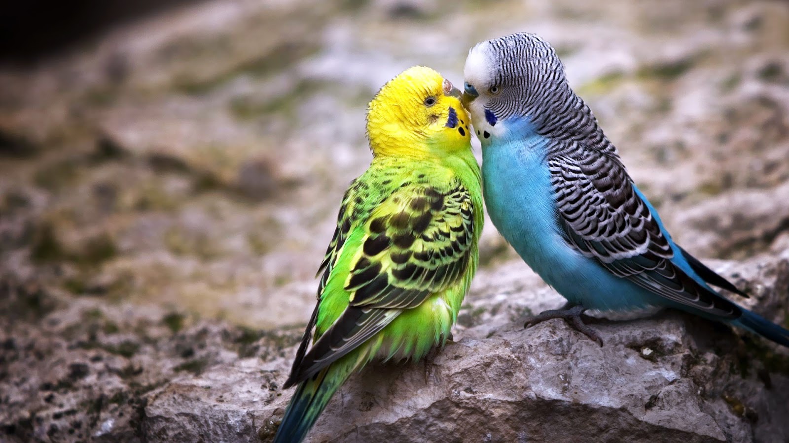 Desktop Images Of Colorful Birds Wallpaper - Animals Love Images Hd - HD Wallpaper 