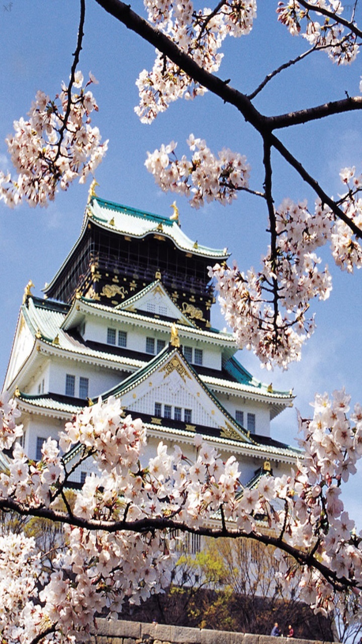 Testament Spring Wallpaper Nature S11 Note 104 - Cherry Blossom - HD Wallpaper 