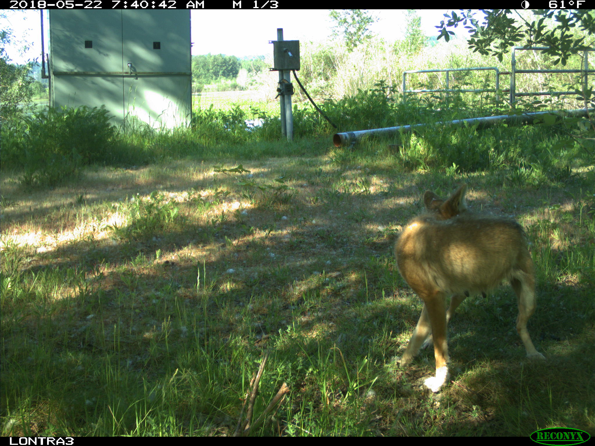 Greenland Dog - 2048x1536 Wallpaper - teahub.io