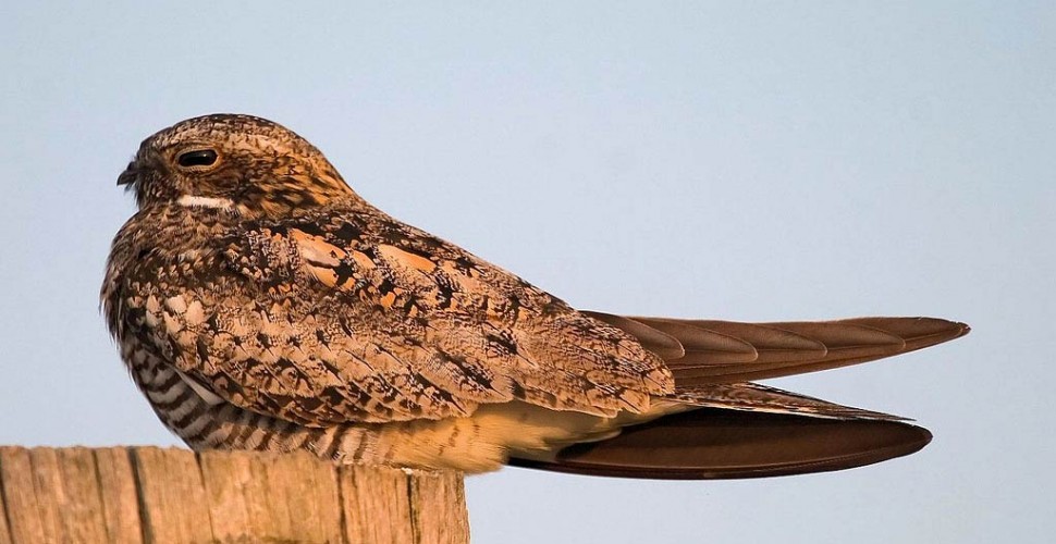 Eastern Whip Poor Will - HD Wallpaper 