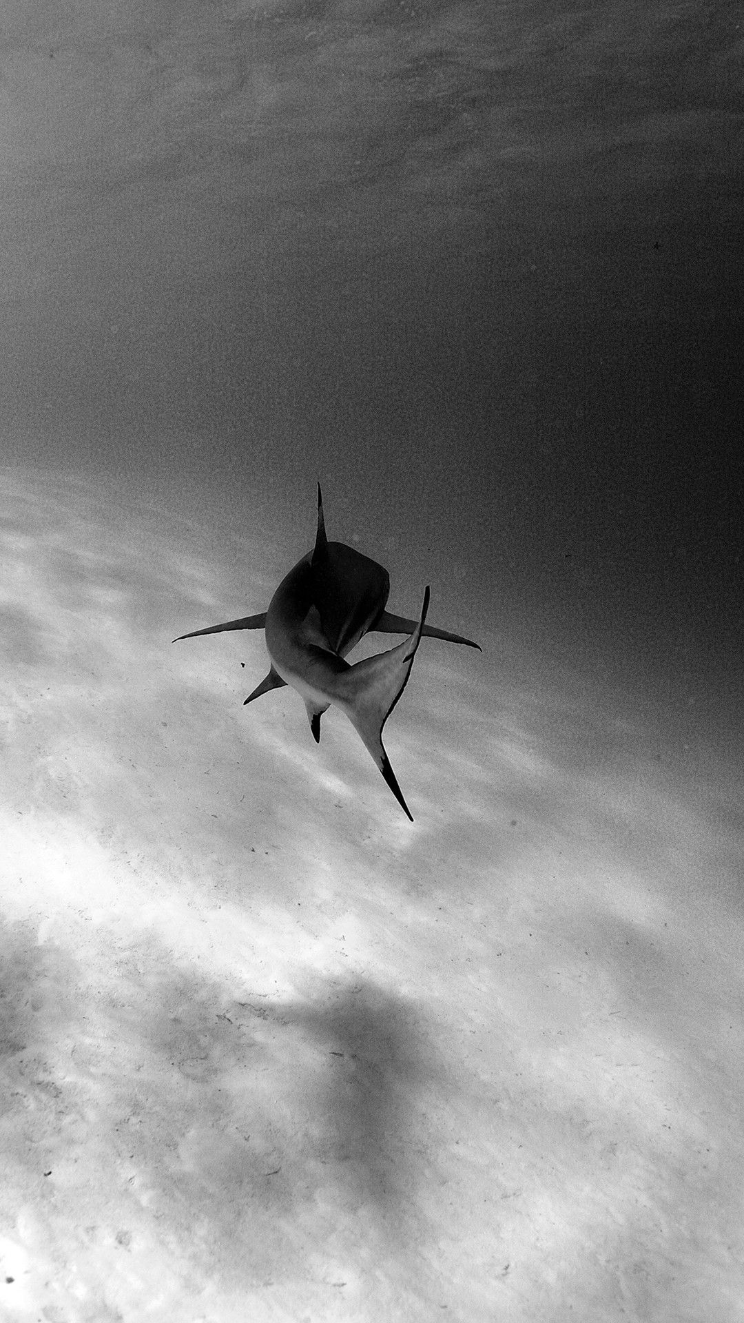Shark Wallpaper Iphone - HD Wallpaper 