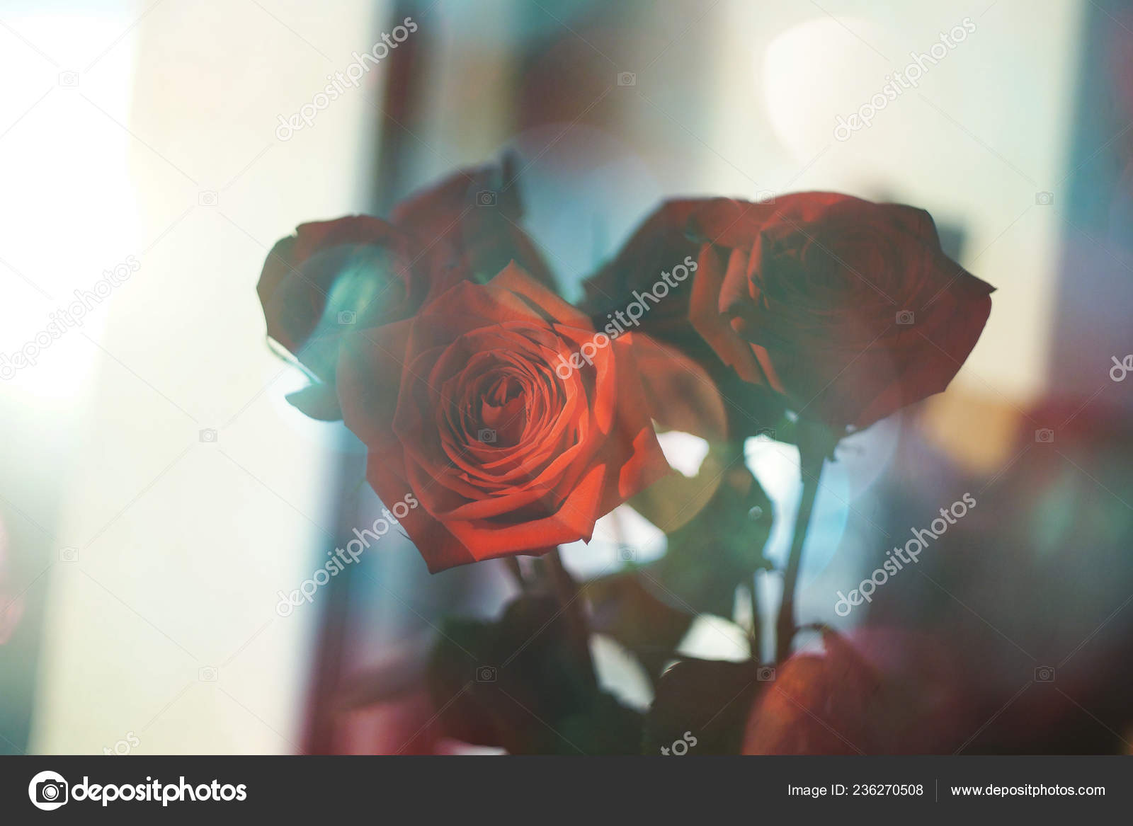 Garden Roses - HD Wallpaper 