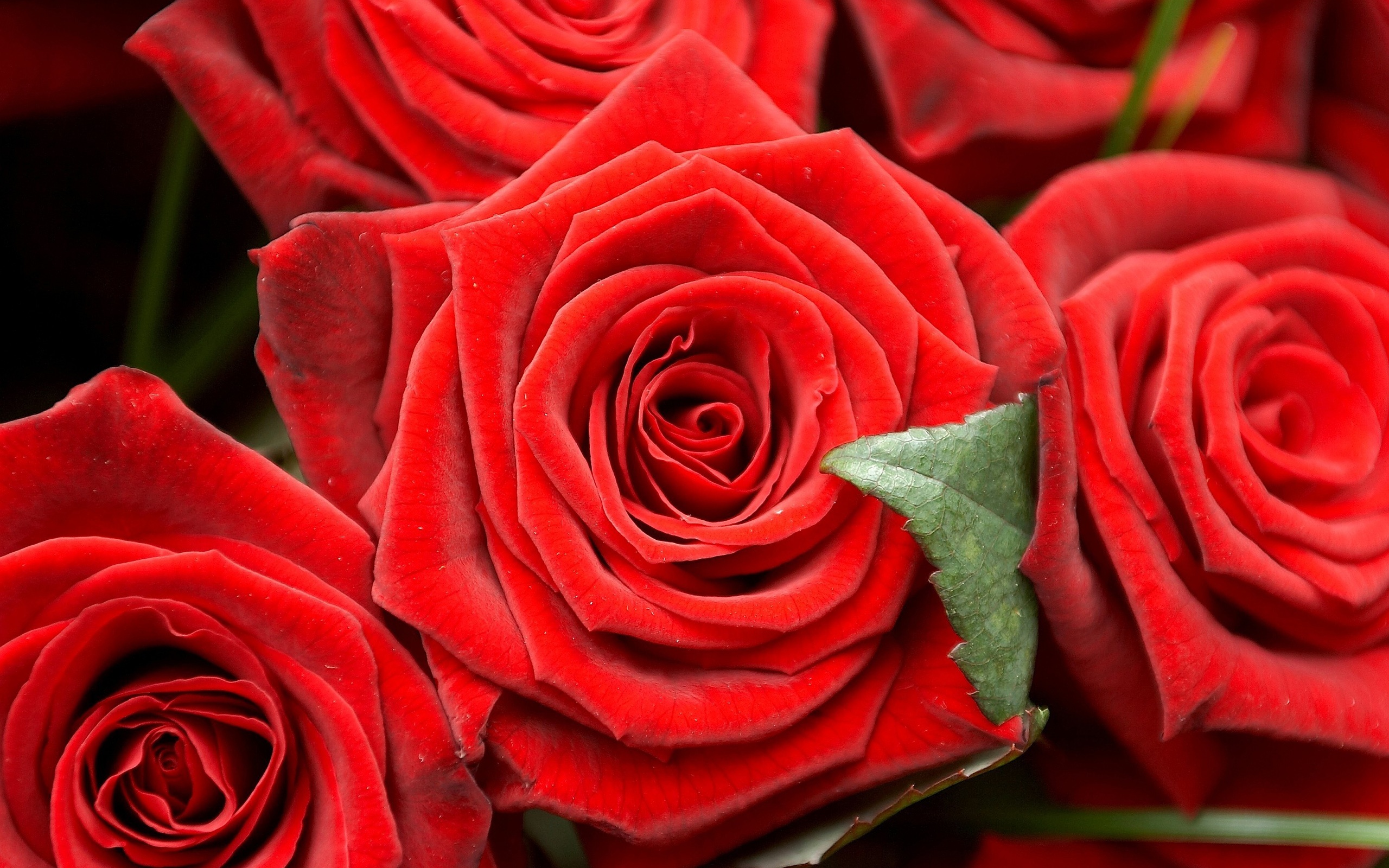 Wallpaper Romantic Red Roses - Fleur Et Rose Magnifique - HD Wallpaper 