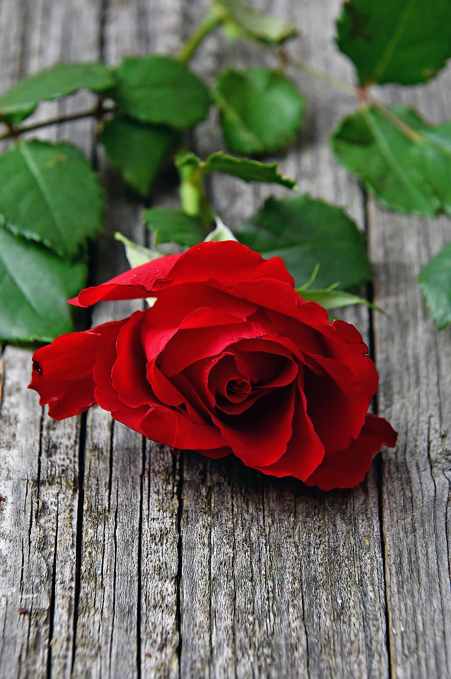 Red, Red Rose, Love, Romantic, Roses, Nature, Romance, - Rosas Y Ositos De Amor - HD Wallpaper 
