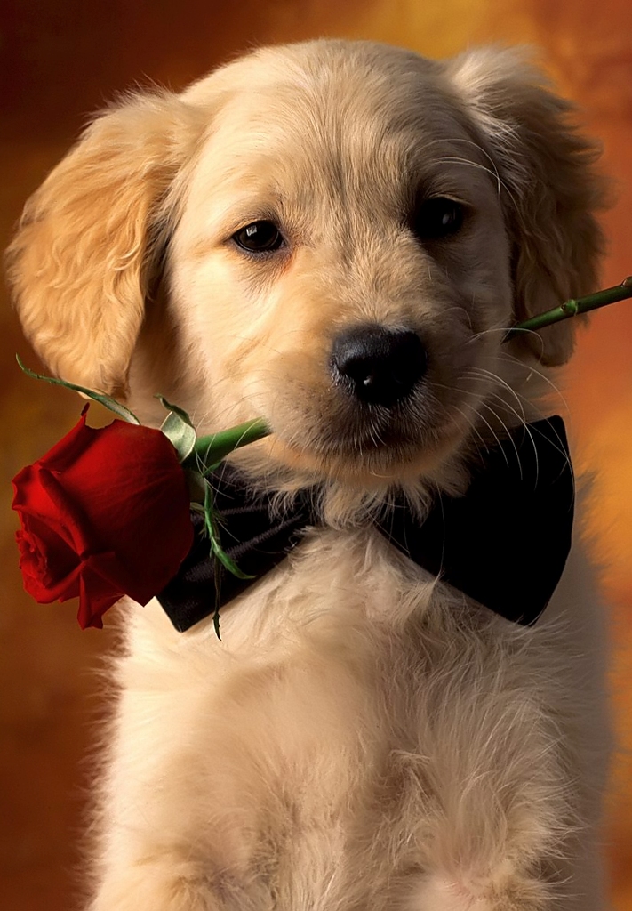 Romantic Dog Red Rose Wallpaper Iphone Resolution - Golden Retriever Puppy Valentines - HD Wallpaper 