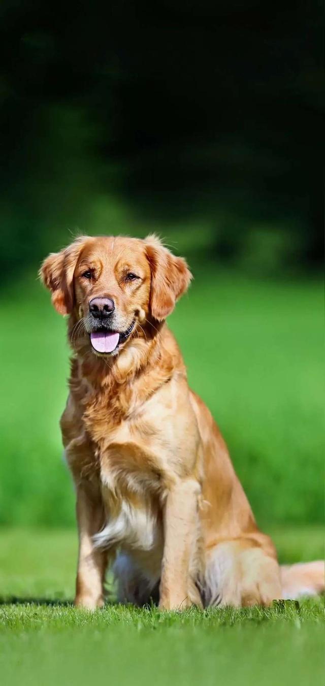 Pet Dog - HD Wallpaper 