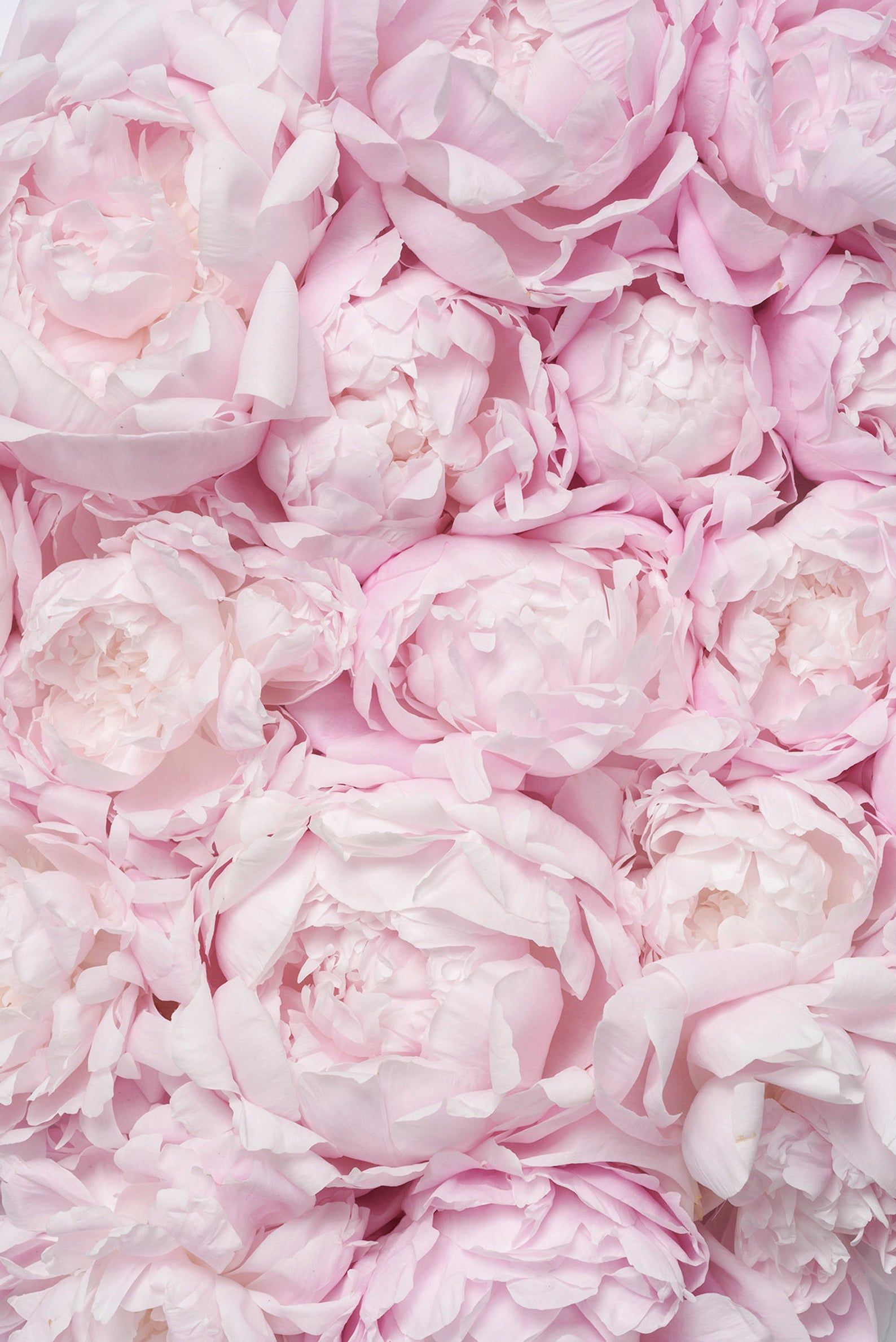 Aesthetic Peonies Art - HD Wallpaper 