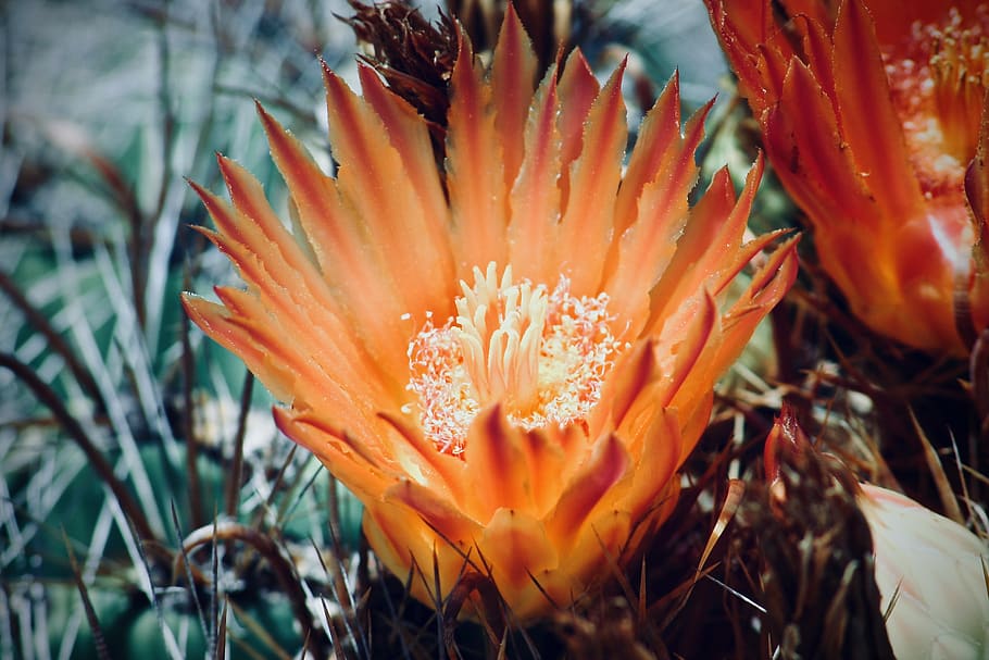 United States, Austin, Lady Bird Johnson Wildflower - Large-flowered Cactus - HD Wallpaper 