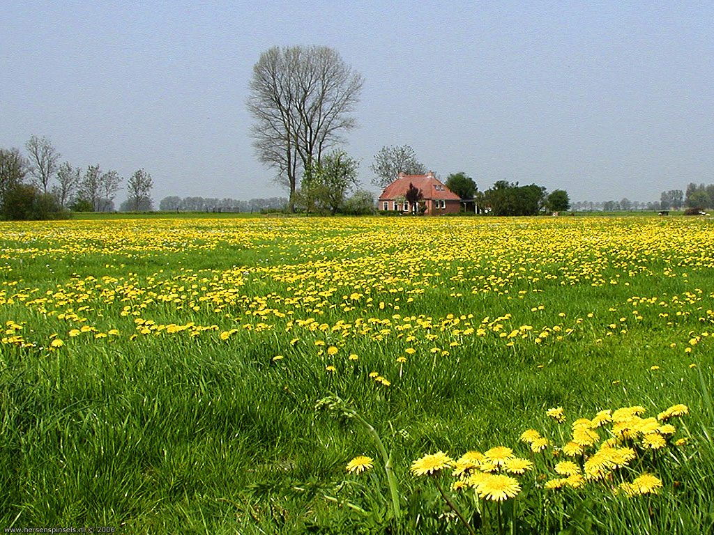 Field Of Flowers - Spring Field - HD Wallpaper 