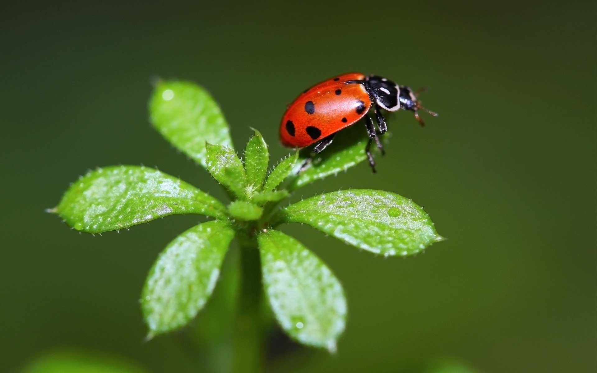 Wallpaper Ladybird, Grass, Stains, Insect - Macro Photography - HD Wallpaper 