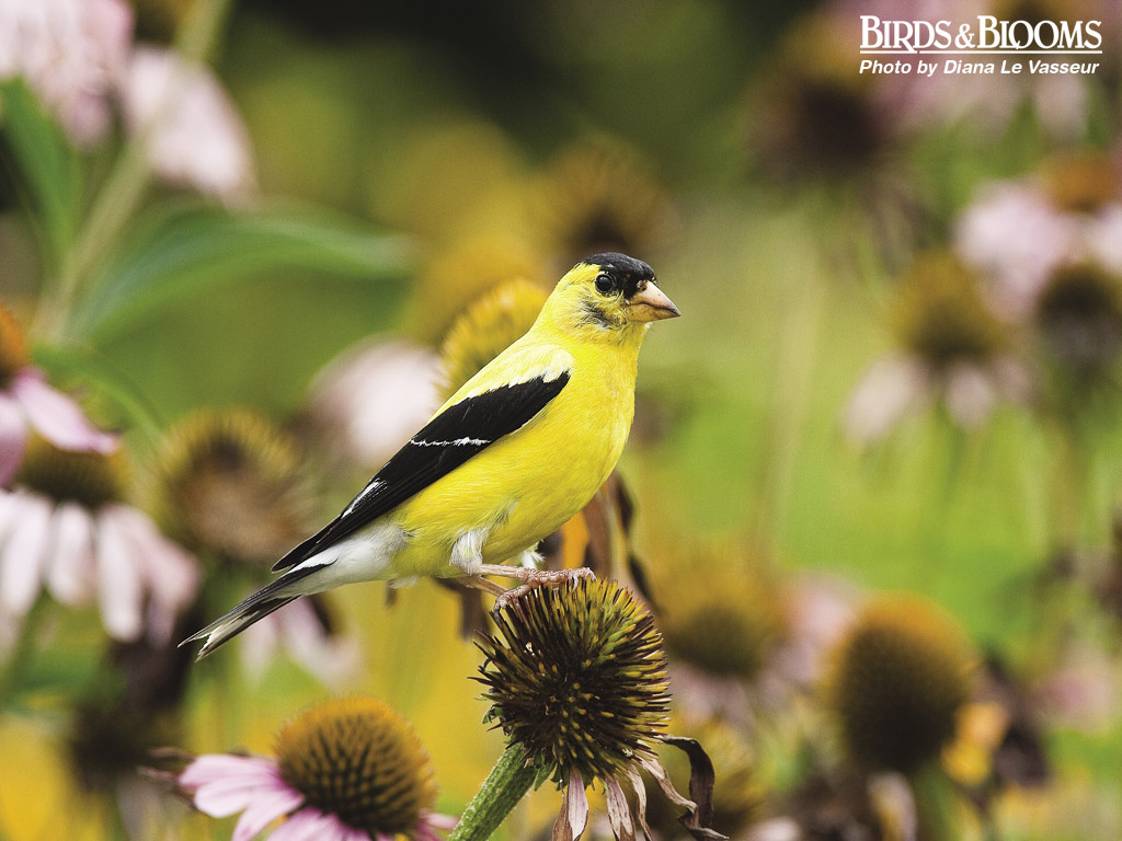 Birds And Blooms - Flora And Fauna Birds - HD Wallpaper 