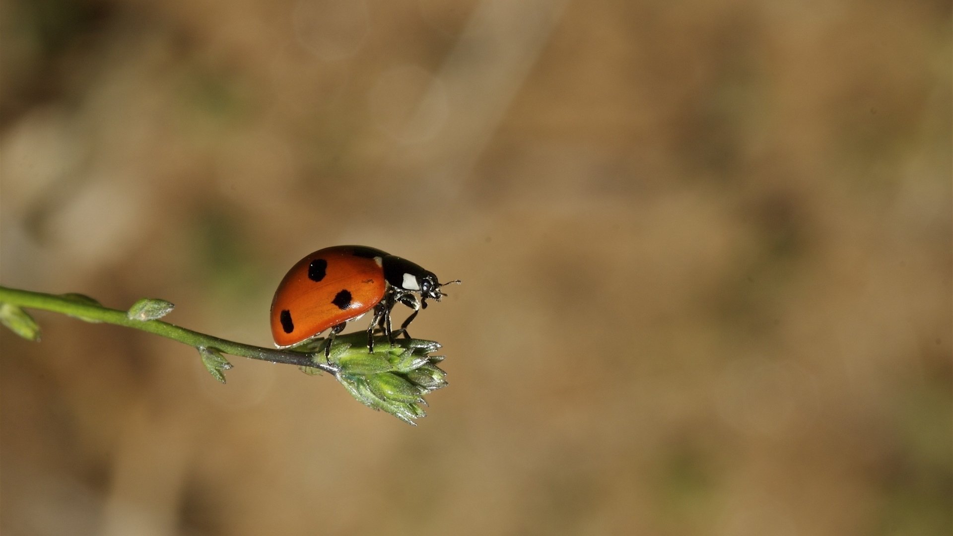 Ladybird - HD Wallpaper 